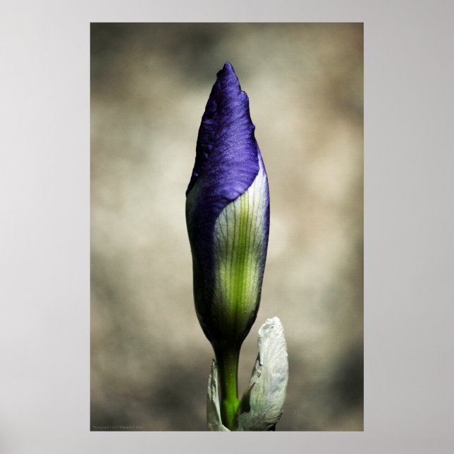 Poster La beauté naissante (Devant)