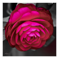 La Camélia rose
