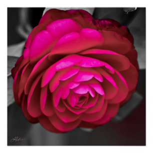 Poster La Camélia rose 