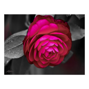 Poster La Camellia Rosy