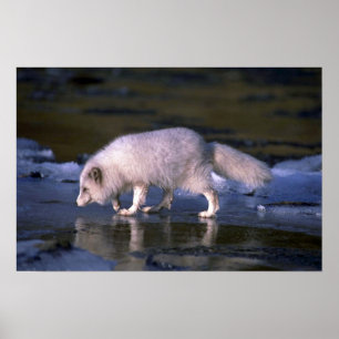 Poster La chasse au renard arctique le long de la rivière
