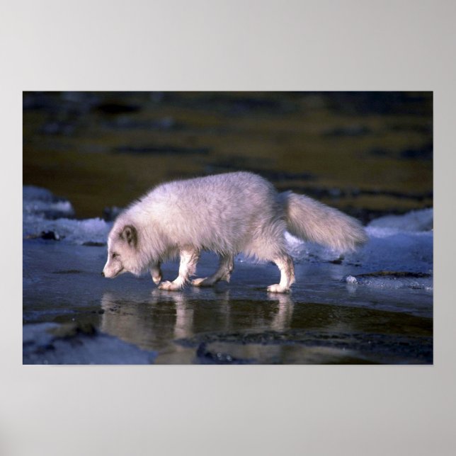 Poster La chasse au renard arctique le long de la rivière (Devant)