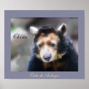 Poster La Chine-Osita de Anteojos