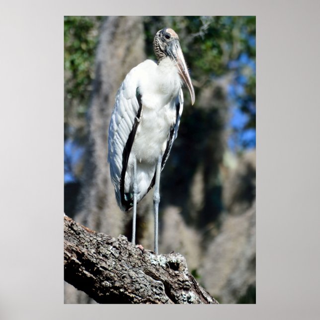 Poster La cigogne en pleine nature (Devant)