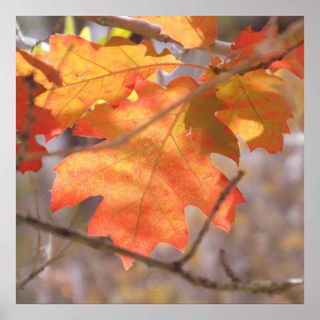 Poster La Couleur De L'Affiche D'Automne (Devant)