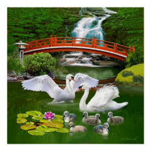 POSTER LA FAMILLE DES CYGNE