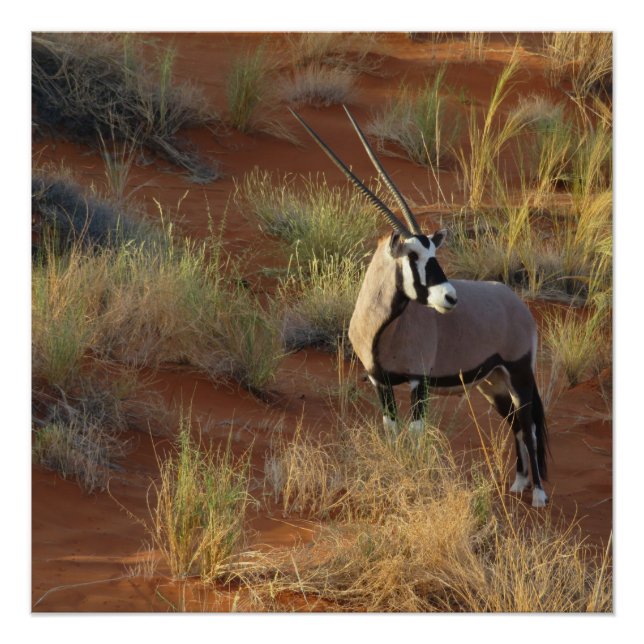 Poster La faune africaine Oryx Antelope Dune Savannah (Devant)