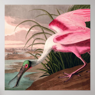 Poster La faune des oiseaux d'Audubon de Spoonbill Roseat