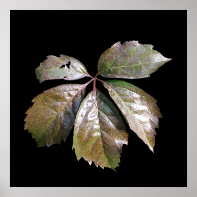 Poster la feuille rouillée (Devant)