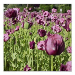 Poster La fleur pourpre de pavots fleurit douche de