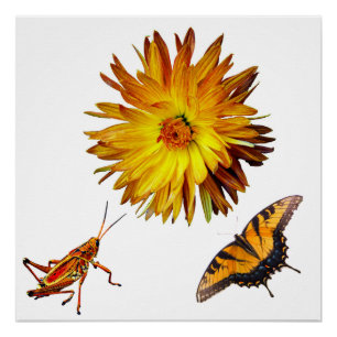 Poster La flore et la faune