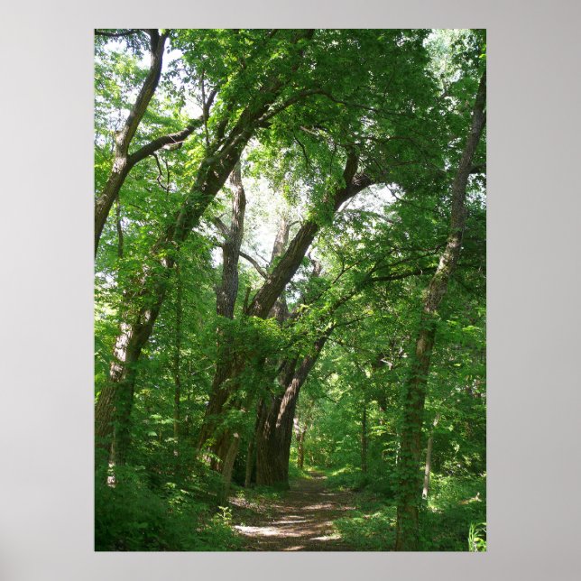 Poster La forêt (Devant)