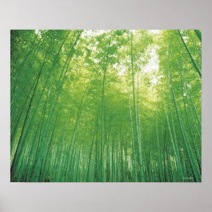 Poster La forêt de Bamboo