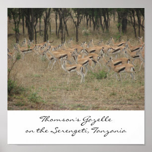 Poster La Gazelle de Thomson sur le Serengeti, Ta...