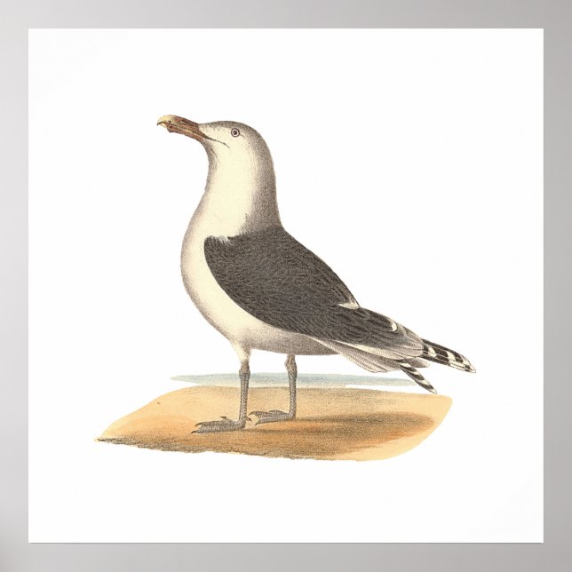 Poster La Grande Mouette à dos noir (Larus marinus) (Devant)