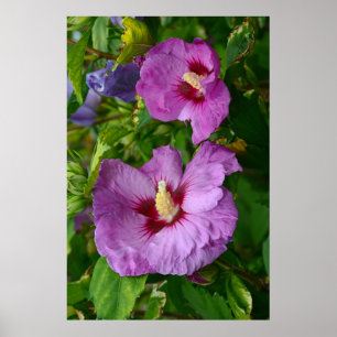 Poster La ketmie pourpre fleurit l'affiche