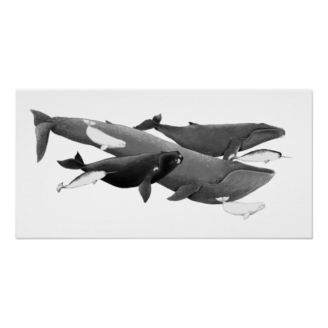 Poster La Nage Des Baleines Illustration Art Whale (Devant)