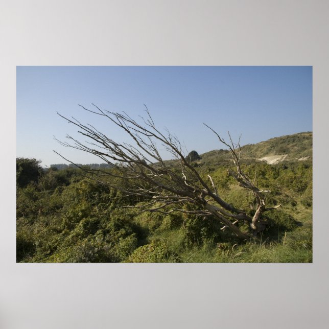Poster La nature est parfois solitaire (Devant)