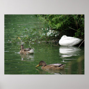 Poster Là où couchent les canards Imprimer