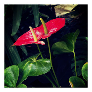 Poster La plante Flamant rose