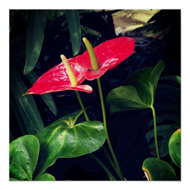 Poster La plante Flamant rose (Devant)
