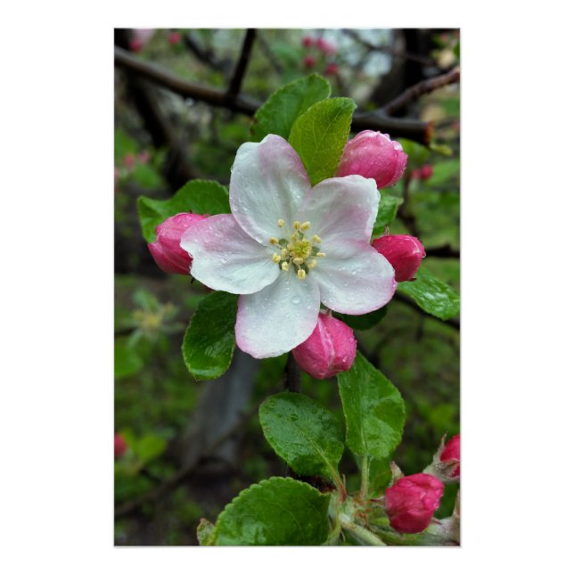 Poster La pluie tombe sur une petite fleur (Devant)