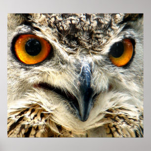 Poster La proie en vue