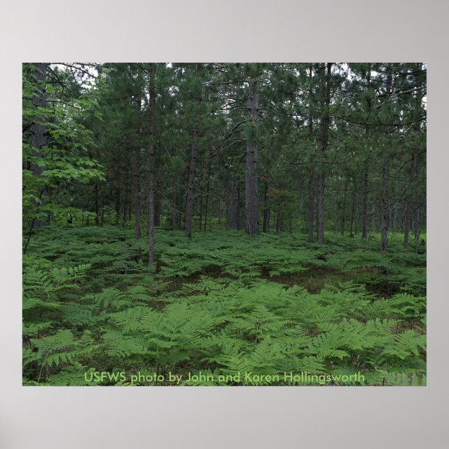 Poster / La Réserve nationale de faune Seney du Mi (Devant)