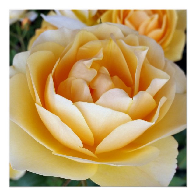 Poster La rose jaune (Devant)