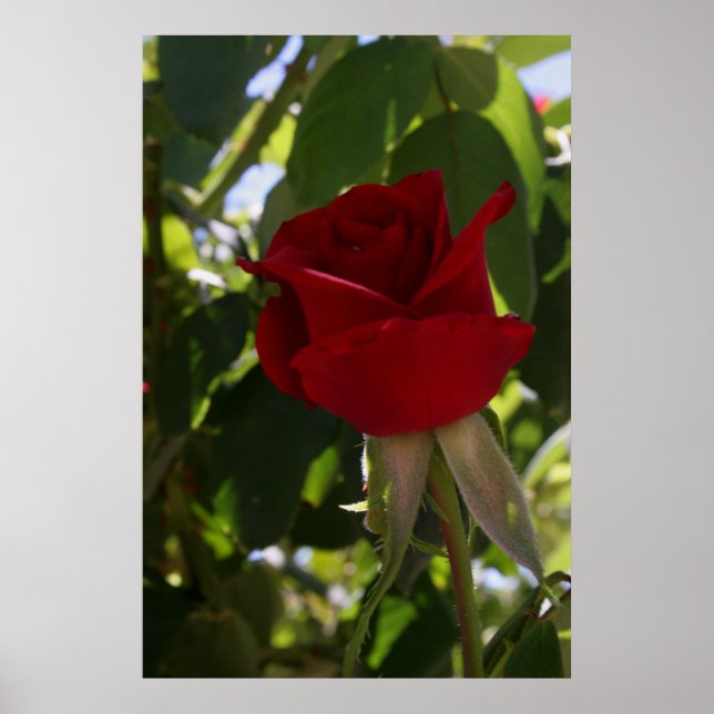 Poster La Rose rouge (Devant)