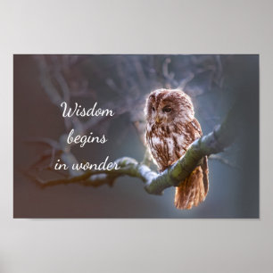 Poster La sagesse commence dans Wonder // Owl
