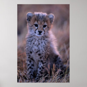 Poster La savane de CUB   de guépard, Kenya