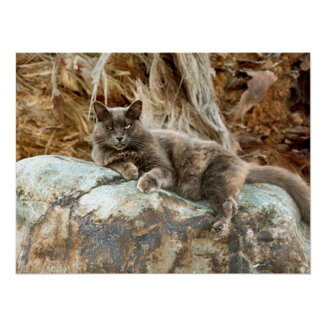 Poster La taie d'oreiller de chat (Devant)
