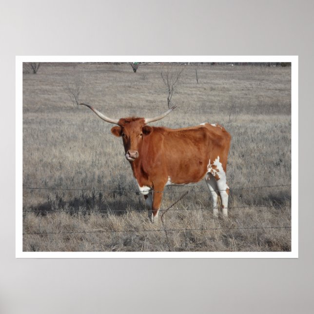 Poster La vache longhorne dans le pâturage (Devant)