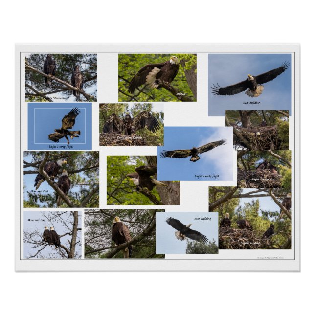 Poster La vie familiale de l'aigle (Devant)