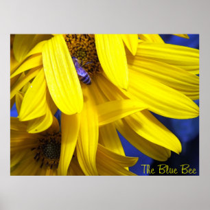 Poster L'Abeille Bleue Sur L'Affiche Du Tournesol Jaune