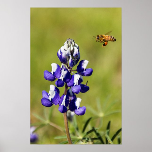 Poster L'abeille occupée à la recherche d'une fleur de Lu (Devant)