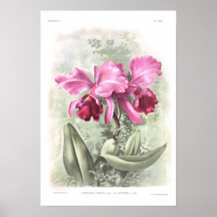 Poster Labiata de Cattleya