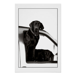 Poster Laboratoires noirs curieux