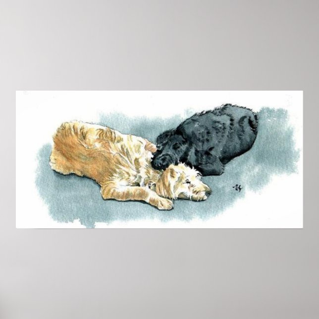 Poster Labradooda en toile d'amour Imprimer (Devant)