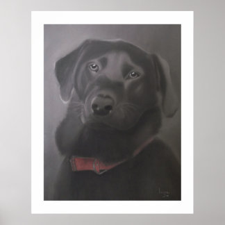 Poster Labrador Retriever Beautiful 24" x 30"