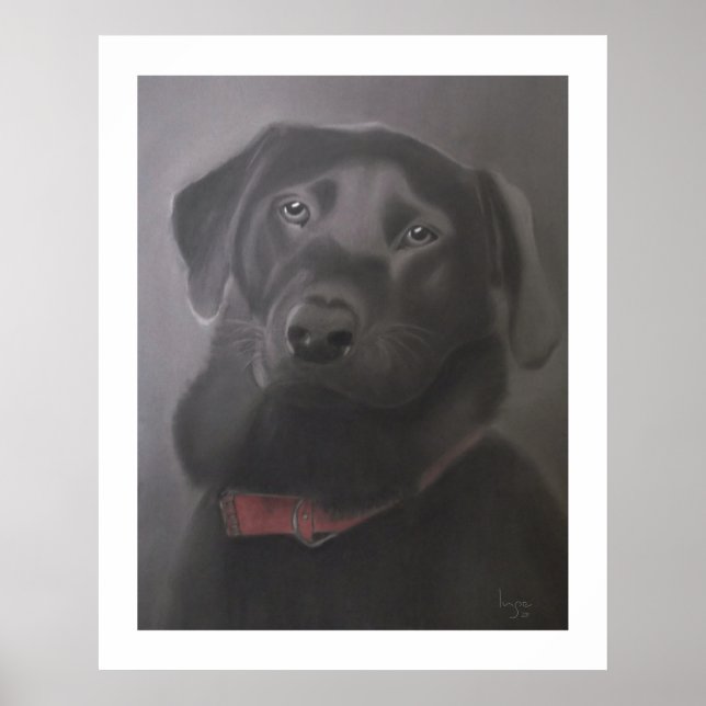 Poster Labrador Retriever Beautiful 24" x 30" (Devant)
