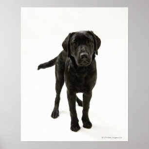 Poster Labrador retriever noir