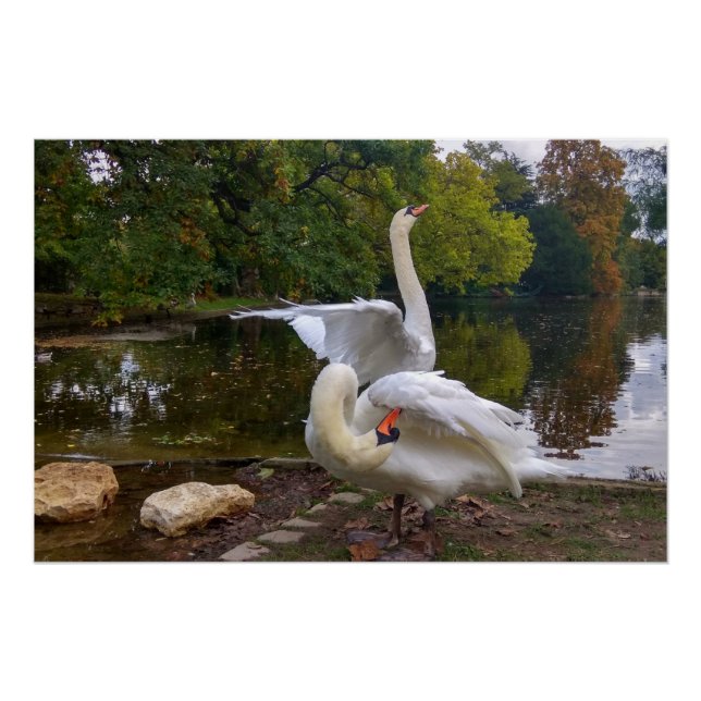 Poster Lac de Swan (Devant)
