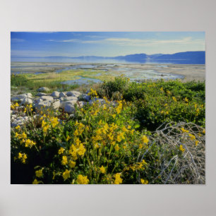 Poster LAC OURS, UT, US, fleur de singe et tumbleweed,