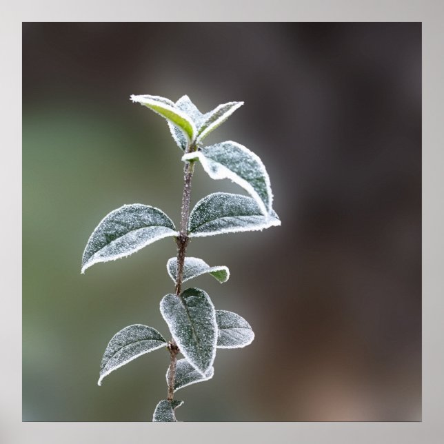 Poster lace on leaves (Devant)