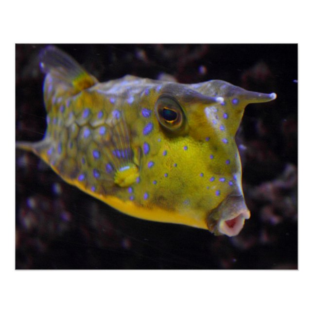 Poster Lactoria cornuta (Devant)