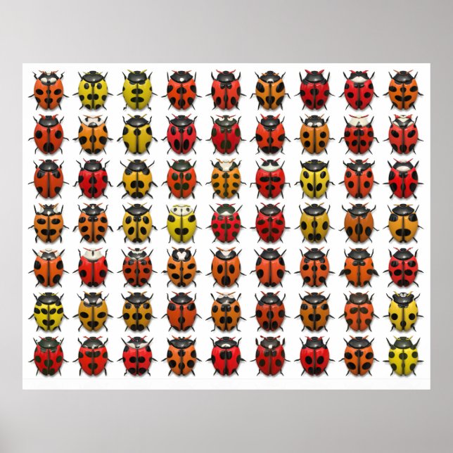 Poster Lady Bugs 1 (Devant)