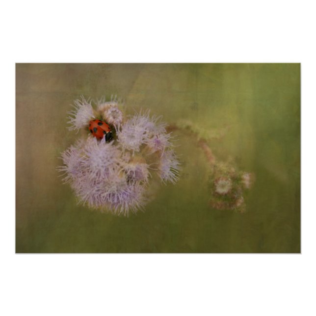 Poster Ladybird sur Dandelion Fermer l'art photographique (Devant)