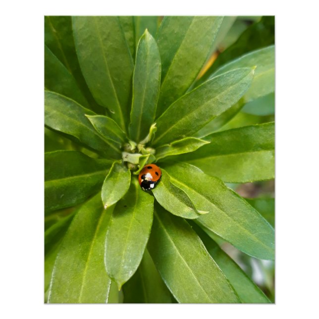 Poster Ladybug (Devant)